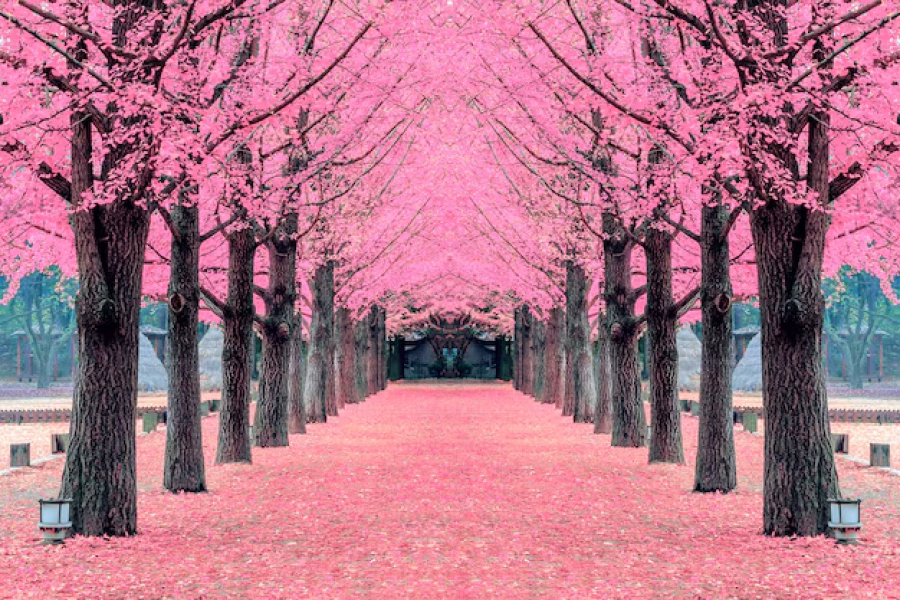 Spring in Japan Tour Package